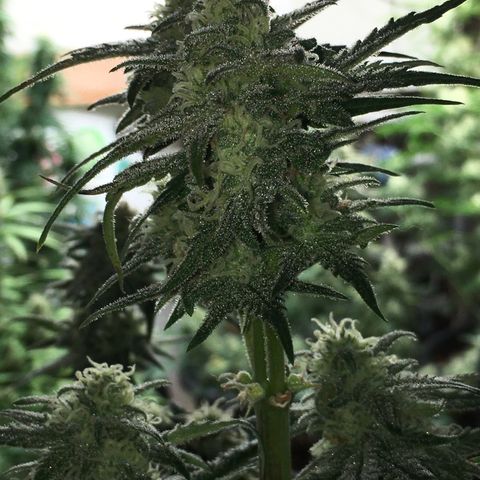 Purple Mimosa Xl Auto  #1 growlog timeline photo