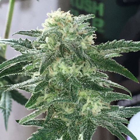 Purple Mimosa Xl Auto  #1 growlog timeline photo