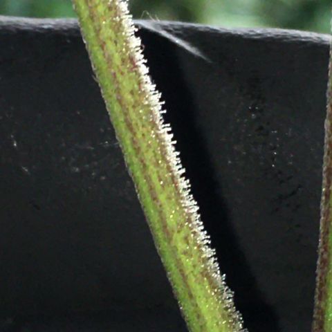 Purple Mimosa Xl Auto  #1 growlog timeline photo