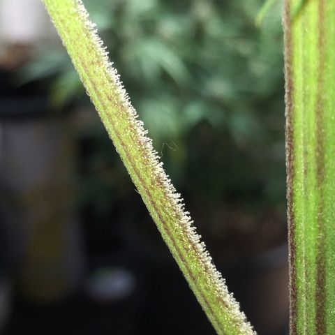 Purple Mimosa Xl Auto  #1 growlog timeline photo