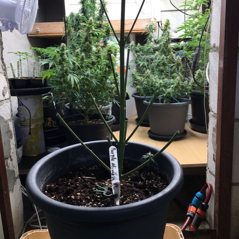 Purple Mimosa Xl Auto  #1 growlog timeline photo