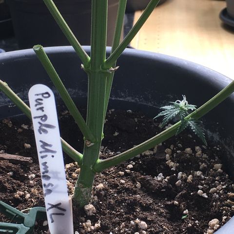 Purple Mimosa Xl Auto  #1 growlog timeline photo
