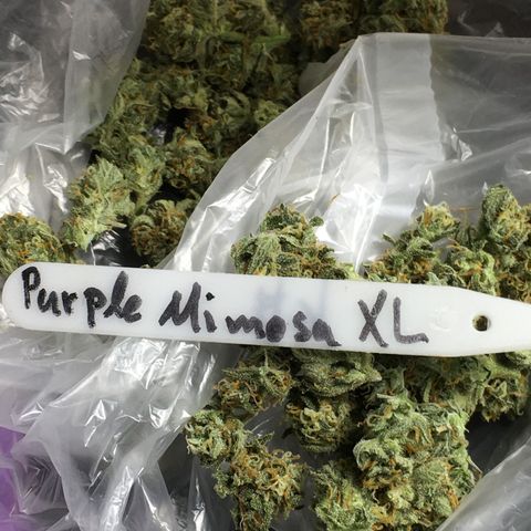 Purple Mimosa Xl Auto  #1 growlog timeline photo
