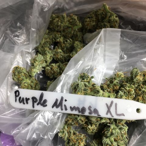 Purple Mimosa Xl Auto  #1 growlog timeline photo