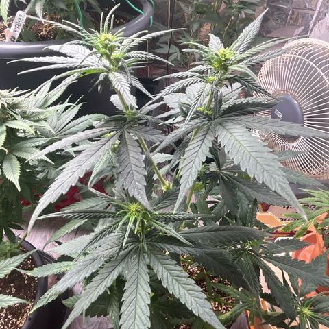 Ak47 #1 growlog timeline photo