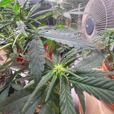 Ak47 #1 growlog timeline photo