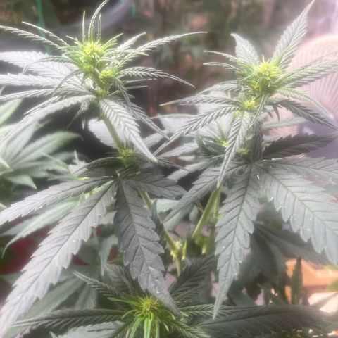 Ak47 #1 growlog timeline photo