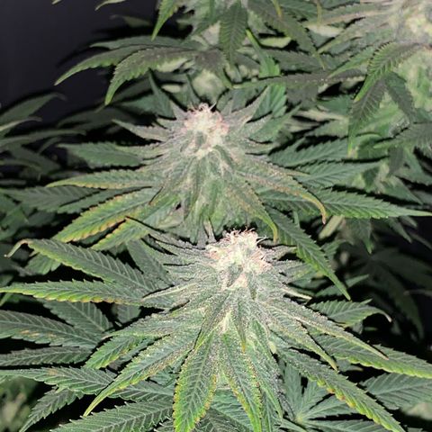 Zkittlez #1 growlog timeline photo