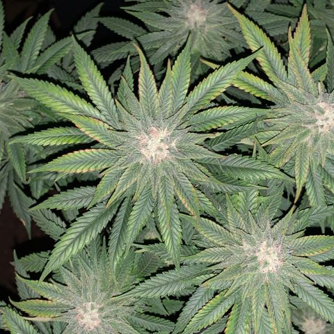 Zkittlez #1 growlog timeline photo