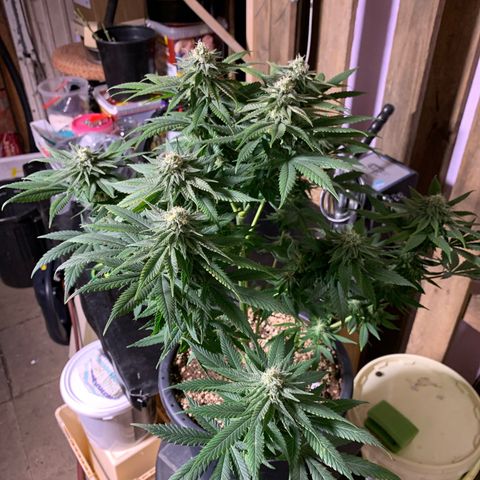 Zkittlez #1 growlog timeline photo