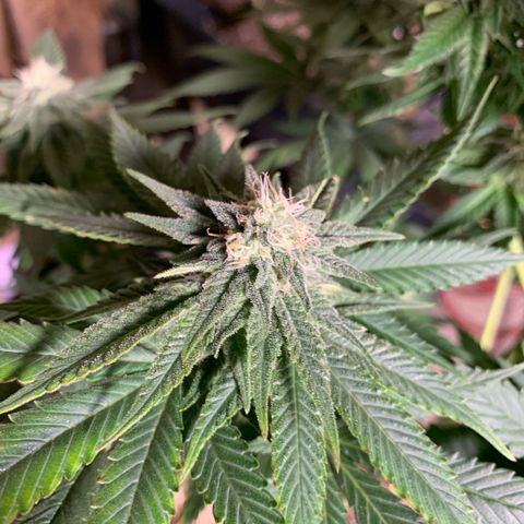 Zkittlez #1 growlog timeline photo