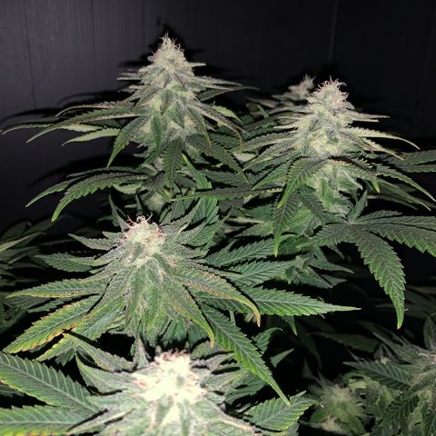 Zkittlez #1 growlog timeline photo