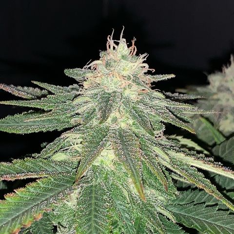 Zkittlez #1 growlog timeline photo