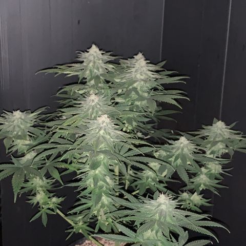 Zkittlez #1 growlog timeline photo