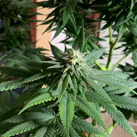 Zkittlez #1 growlog timeline photo