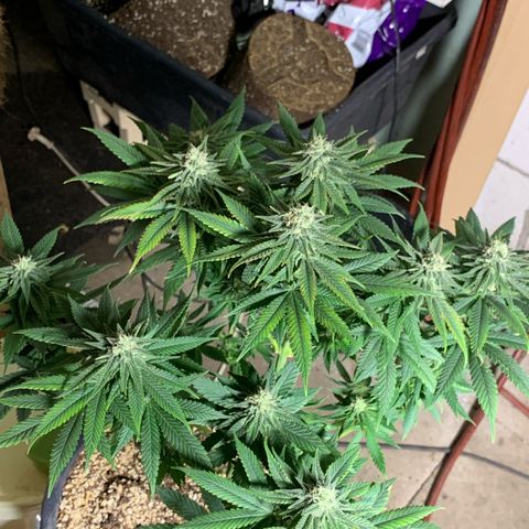 Zkittlez #1 growlog timeline photo