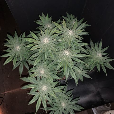 Zkittlez #1 growlog timeline photo