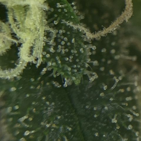 Zkittlez #1 growlog timeline photo