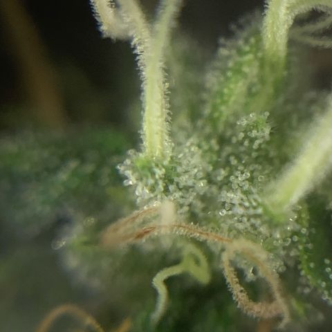 Zkittlez #1 growlog timeline photo