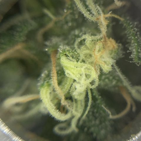 Zkittlez #1 growlog timeline photo