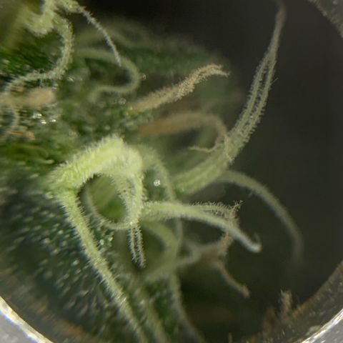 Zkittlez #1 growlog timeline photo