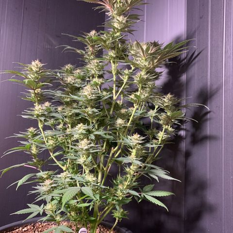 Lemon OG Kush #1 growlog timeline photo