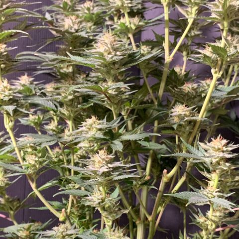 Lemon OG Kush #1 growlog timeline photo