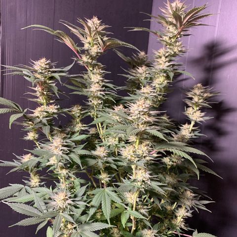 Lemon OG Kush #1 growlog timeline photo