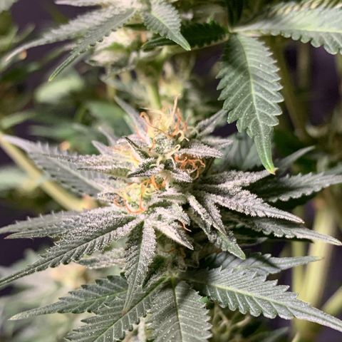 Lemon OG Kush #1 growlog timeline photo