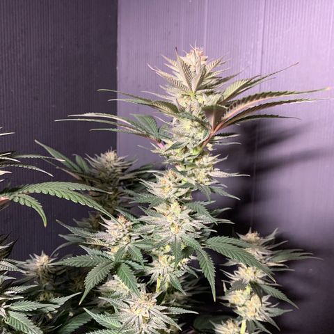 Lemon OG Kush #1 growlog timeline photo