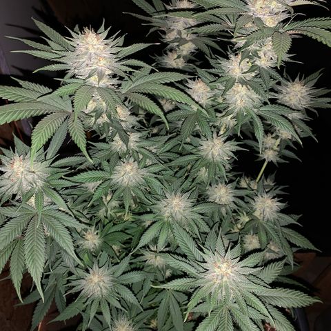 Lemon OG Kush #1 growlog timeline photo