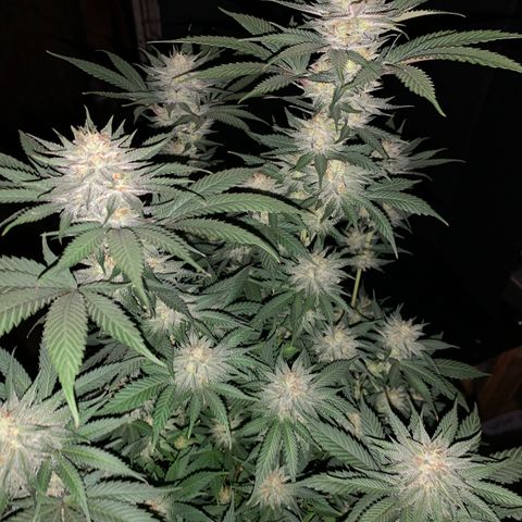 Lemon OG Kush #1 growlog timeline photo