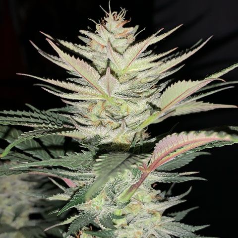 Lemon OG Kush #1 growlog timeline photo