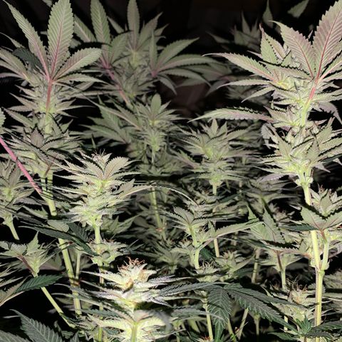 Lemon OG Kush #1 growlog timeline photo
