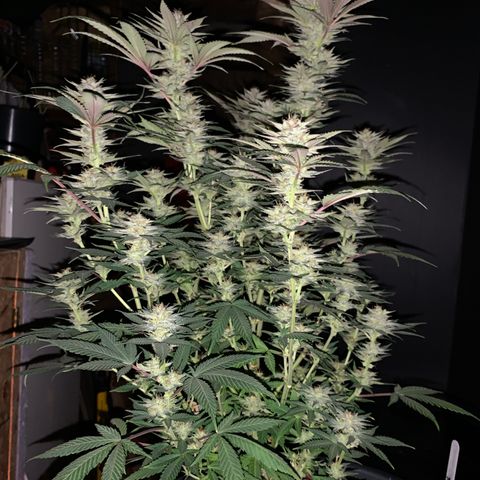 Lemon OG Kush #1 growlog timeline photo