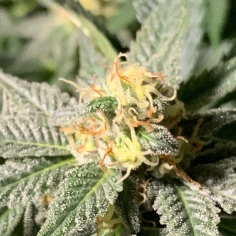 Granddaddy Black #1 growlog timeline photo