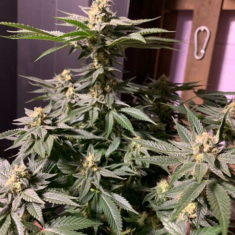 Granddaddy Black #1 growlog timeline photo