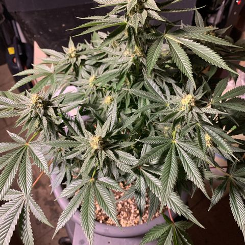 Granddaddy Black #1 growlog timeline photo