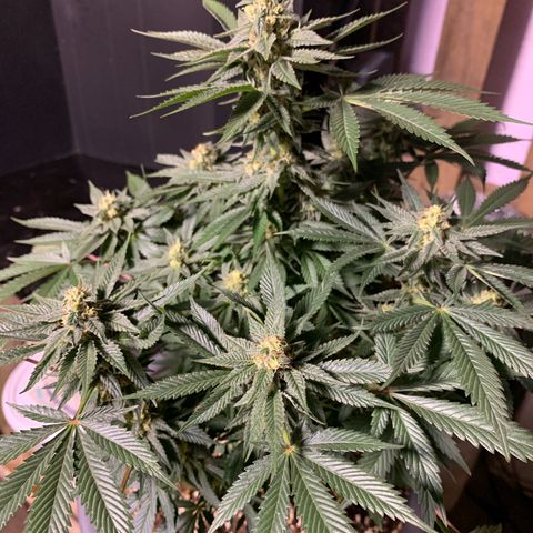 Granddaddy Black #1 growlog timeline photo