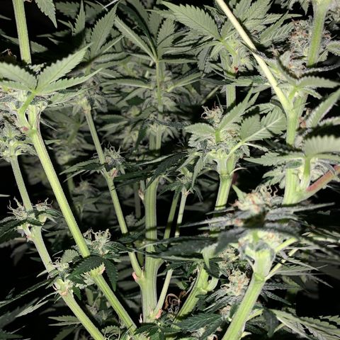 Granddaddy Black #1 growlog timeline photo
