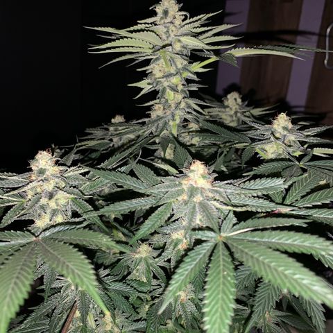 Granddaddy Black #1 growlog timeline photo