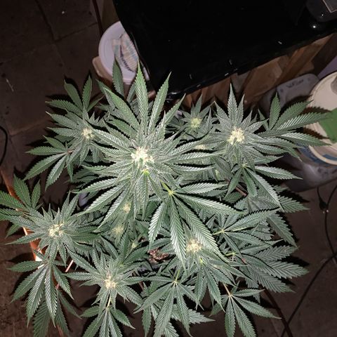 Granddaddy Black #1 growlog timeline photo