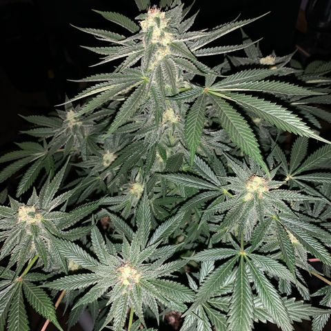 Granddaddy Black #1 growlog timeline photo