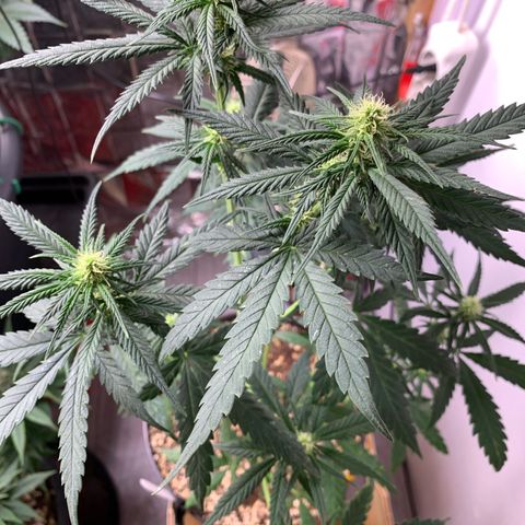 Ak47 #1 growlog timeline photo