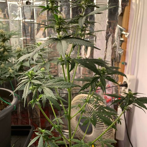 Ak47 #1 growlog timeline photo