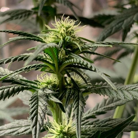 Ak47 #1 growlog timeline photo