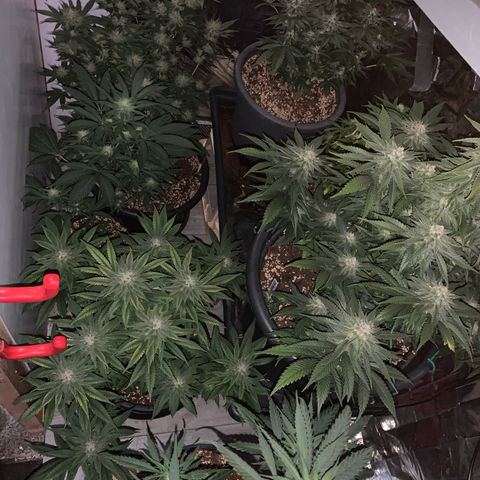 Ak47 #1 growlog timeline photo