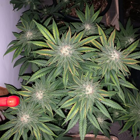 Zkittlez #1 growlog timeline photo