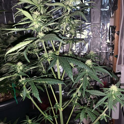 Ak47 #1 growlog timeline photo