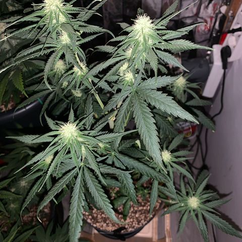 Ak47 #1 growlog timeline photo